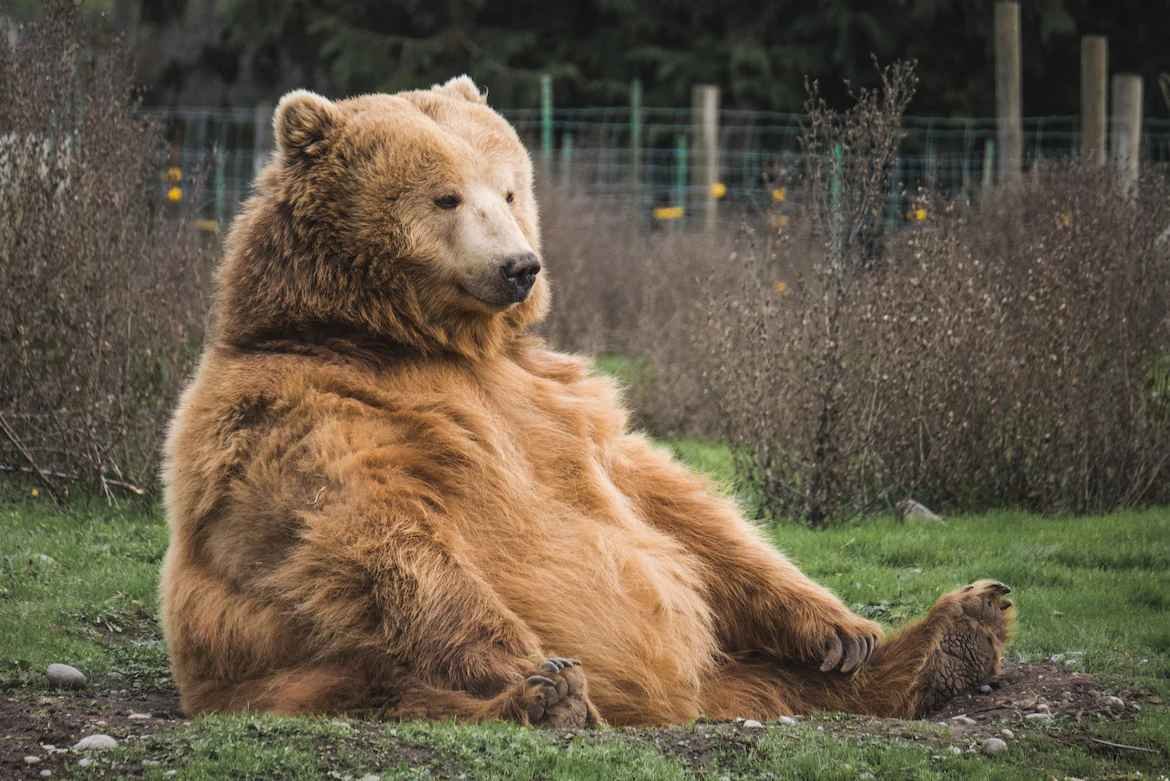 You are currently viewing gay Bären: Die besten Orte, um sie kennenzulernen