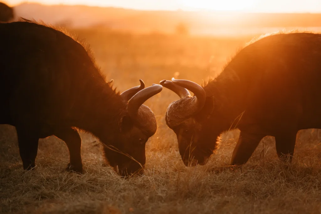 Zwei Tiere kämpfen